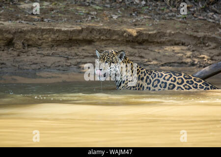 Pantanal, Mato Grosso, Brasilien. Mutter jaguar Klettern aus der Cuiaba Fluss nach einem gescheiterten Versuch, eine Caiman Yacare für sich und Ihre zwei Jungen zu fangen. Stockfoto