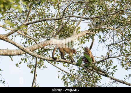 Pantanal, Mato Grosso, Brasilien. Zwei braune oder schwarze, schneebedeckten, Pin oder Getuftet Affen (Sapajus apella). Der kleinere war zu betteln, dass die grösseren aufgehoben hatte. Stockfoto