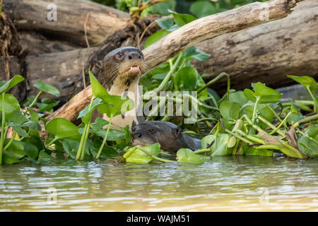 Pantanal, Mato Grosso, Brasilien. Zwei riesige Fischotter schwimmen in der Wasserhyazinthen und neugierig auf die Touristen, die Ufer des Cuiaba River. Stockfoto