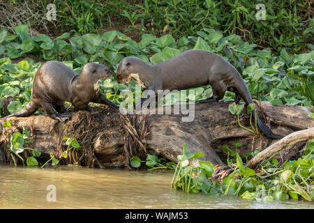 Pantanal, Mato Grosso, Brasilien. Zwei riesige Fischotter spielen auf einem Baumstamm entlang der Ufer des Cuiaba River. Stockfoto