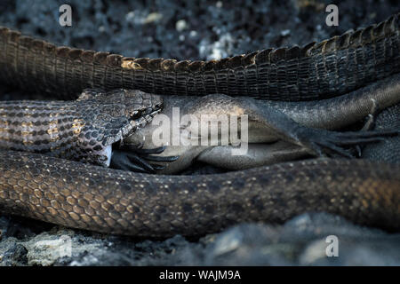 Ecuador, Galapagos Inseln, Fernandina Insel. Galapagos Racer snake Schlucken eine juvenile Marine iguana. Stockfoto