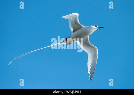 Ecuador, Galapagos Inseln. Red-billed tropicbird im Flug. Stockfoto