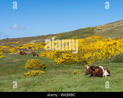 Karkasse Island, einer kleinen Insel im West Falkland Inseln. (Redaktionelle nur verwenden) Stockfoto