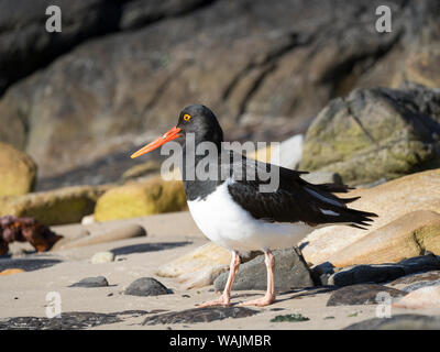 Magellanschen Austernfischer (Haematopus leucopodus), Falklandinseln, Korpus Insel Stockfoto