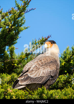 Southern Crested (karakara Karakara plancus), Korpus Insel. Südamerika, Falkland Inseln Stockfoto