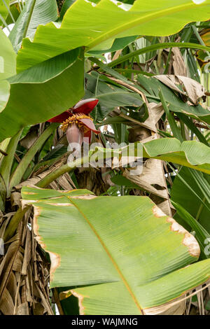 Puerto Miguel, Peru. Blühende wegerich Baum im Fischerdorf Puerto Miguel. Blumen sind von der pseudostamm hergestellt und in einem Cluster von hängenden Früchte entwickeln. Stockfoto