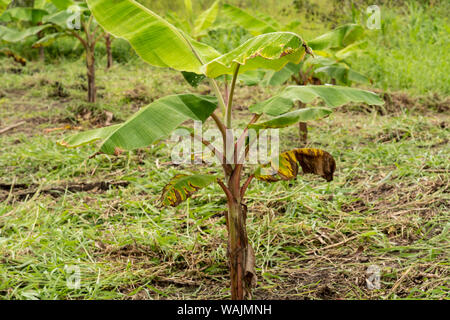 Puerto Miguel, Peru. Junge wegerich Bäume werden im Fischerdorf Puerto Miguel kultiviert. Stockfoto