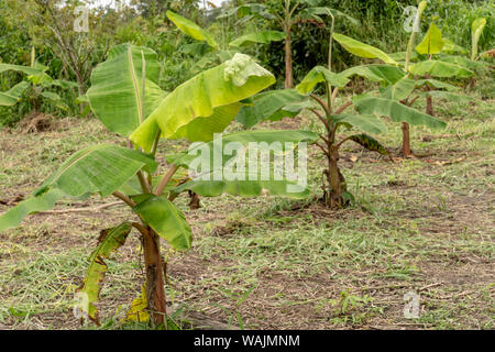 Puerto Miguel, Peru. Junge wegerich Bäume werden im Fischerdorf Puerto Miguel kultiviert. Stockfoto