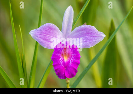 Costa Rica, Sarapique River Valley. Erde orchid Blossom close-up. Credit: Cathy & Gordon Illg/Jaynes Galerie/DanitaDelimont.com Stockfoto