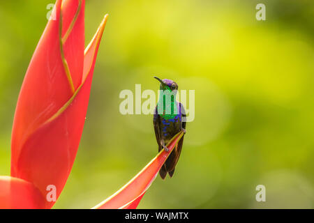 Costa Rica, Sarapique River Valley. Violett gekrönte woodnymph auf heliconia Anlage. Credit: Cathy & Gordon Illg/Jaynes Galerie/DanitaDelimont.com Stockfoto