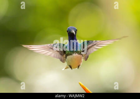 Costa Rica, Sarapique River Valley. Weiß-necked jakobinischen fliegen. Credit: Cathy & Gordon Illg/Jaynes Galerie/DanitaDelimont.com Stockfoto