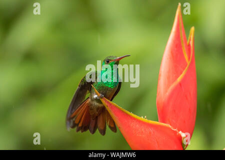 Costa Rica, Sarapique River Valley. Rufous-tailed Kolibri auf heliconia Anlage. Credit: Cathy & Gordon Illg/Jaynes Galerie/DanitaDelimont.com Stockfoto
