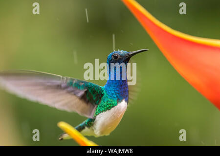 Costa Rica, Sarapique River Valley. Weiß-necked jakobinischen Fütterung auf heliconia. Credit: Cathy & Gordon Illg/Jaynes Galerie/DanitaDelimont.com Stockfoto