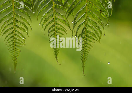 Costa Rica, Sarapique River Valley. Farn in Regen. Credit: Cathy & Gordon Illg/Jaynes Galerie/DanitaDelimont.com Stockfoto