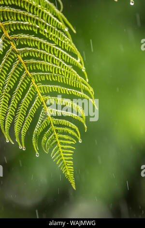 Costa Rica, Sarapique River Valley. Farn in Regen. Credit: Cathy & Gordon Illg/Jaynes Galerie/DanitaDelimont.com Stockfoto