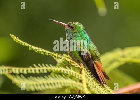 Costa Rica, Sarapique River Valley. Rufous-tailed Kolibri auf Farn. Credit: Cathy & Gordon Illg/Jaynes Galerie/DanitaDelimont.com Stockfoto
