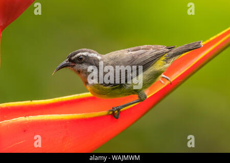 Costa Rica, Sarapique River Valley. Bananaquit Vogel auf heliconia Anlage. Credit: Cathy & Gordon Illg/Jaynes Galerie/DanitaDelimont.com Stockfoto