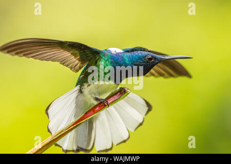 Costa Rica, Sarapique River Valley. Weiß-necked Jakobiner mit Flügel ausstrecken. Credit: Cathy & Gordon Illg/Jaynes Galerie/DanitaDelimont.com Stockfoto