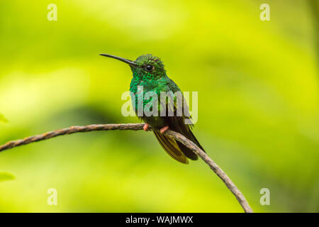 Costa Rica, Sarapique River Valley. Bronze-tailed plumeleteer auf Gliedmaßen. Credit: Cathy & Gordon Illg/Jaynes Galerie/DanitaDelimont.com Stockfoto