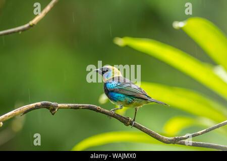 Costa Rica, Sarapique River Valley. Golden-Hooded tanager im Regen auf den Gliedmaßen. Credit: Cathy & Gordon Illg/Jaynes Galerie/DanitaDelimont.com Stockfoto