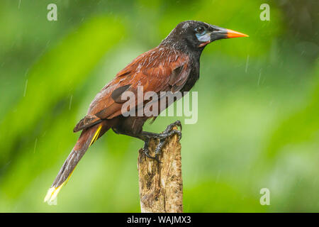 Costa Rica, Sarapique River Valley. Montezuma oropendola Vogel im Regen. Credit: Cathy & Gordon Illg/Jaynes Galerie/DanitaDelimont.com Stockfoto