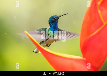 Costa Rica, Sarapique River Valley. Weiß-necked jakobinischen Fütterung auf heliconia. Credit: Cathy & Gordon Illg/Jaynes Galerie/DanitaDelimont.com Stockfoto