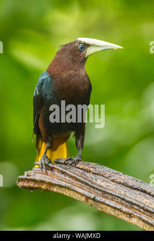Costa Rica, Sarapique River Valley. Chestnut-headed oropendola Vogel auf baumstumpf. Credit: Cathy & Gordon Illg/Jaynes Galerie/DanitaDelimont.com Stockfoto