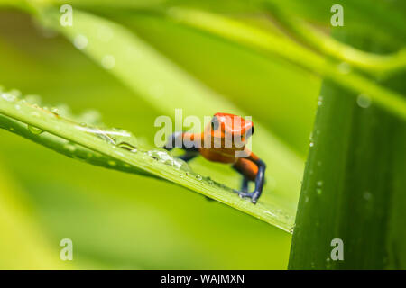 Costa Rica, Sarapique River Valley. Strawberry poison dart Frog auf der Anlage. Credit: Cathy & Gordon Illg/Jaynes Galerie/DanitaDelimont.com Stockfoto