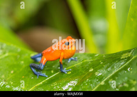 Costa Rica, Sarapique River Valley. Strawberry poison dart Frog auf der Anlage. Credit: Cathy & Gordon Illg/Jaynes Galerie/DanitaDelimont.com Stockfoto