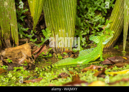 Costa Rica, Sarapique River Valley. Grüne basilisk Close-up. Credit: Cathy & Gordon Illg/Jaynes Galerie/DanitaDelimont.com Stockfoto