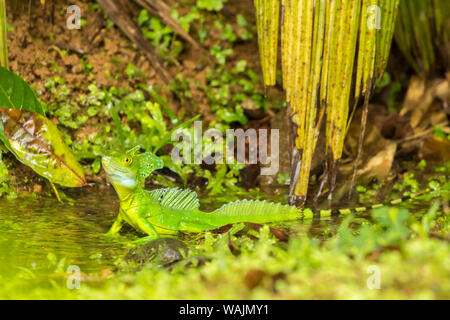 Costa Rica, Sarapique River Valley. Grüne basilisk Close-up. Credit: Cathy & Gordon Illg/Jaynes Galerie/DanitaDelimont.com Stockfoto