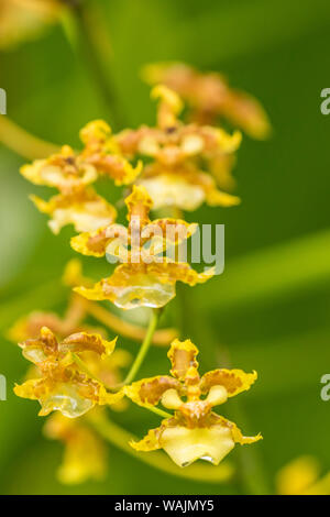 Costa Rica, Sarapique River Valley. Orchideen Blüten. Credit: Cathy & Gordon Illg/Jaynes Galerie/DanitaDelimont.com Stockfoto