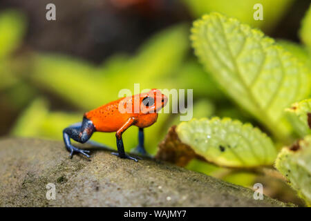 Costa Rica, Sarapique River Valley. Strawberry poison dart Frog auf der Anlage. Credit: Cathy & Gordon Illg/Jaynes Galerie/DanitaDelimont.com Stockfoto
