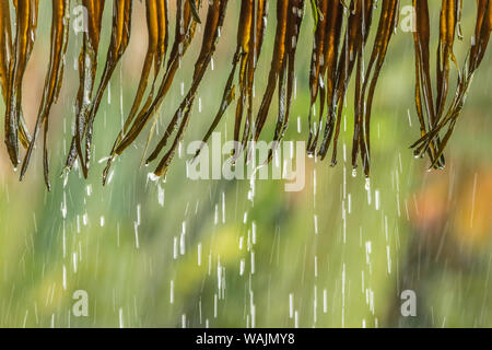 Costa Rica, Sarapique River Valley. Regen- und Werk verlässt. Credit: Cathy & Gordon Illg/Jaynes Galerie/DanitaDelimont.com Stockfoto