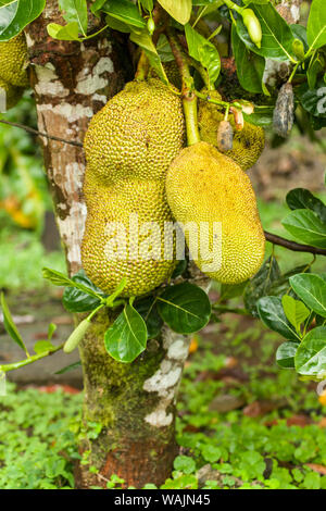 Luna Nueva Regenwald in Costa Rica. Die guanabana Baum wird als kommerzielle Kraut Erntegut für die 8-12 "lange, stachelige, grüne Frucht, die eine Masse von bis zu 15 lb haben kann. Auch stachelige Custard Apple, Graviola und soursop bekannt. Stockfoto