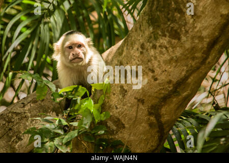 Nationalpark Palo Verde, Costa Rica. White-faced Kapuziner (Cebus capucinus) Affe neugierig Spähen hinter einem Baum. Stockfoto