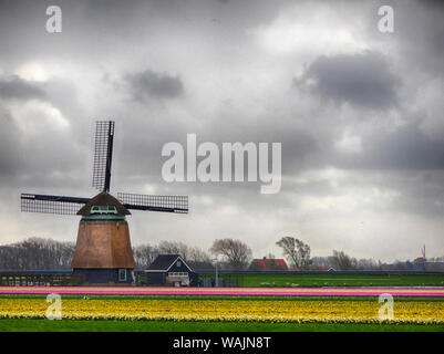 Niederlande, Nord Holland. Tulip Felder mit traditionellen niederländischen Home Stockfoto