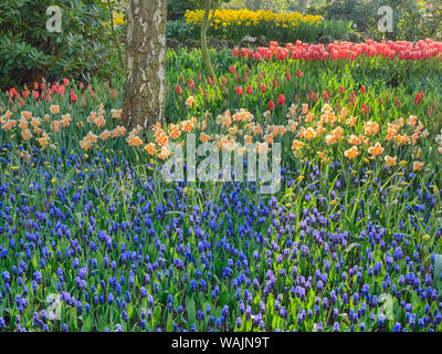 Niederlande. Frühling, Blüte bunt gemischte Blumen Stockfoto