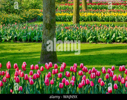 Niederlande. Frühling, Blüte bunt gemischte Blumen Stockfoto