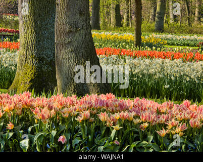 Niederlande. Wald und Blumen im Keukenhof Gärten Stockfoto