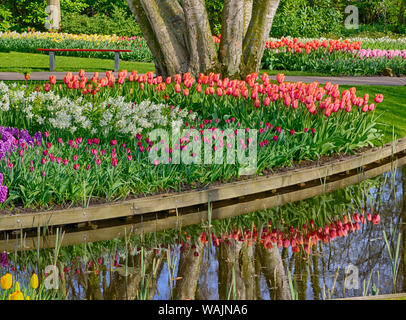 Niederlande, Lisse. Frühling Blumen spiegelt sich in den Teich Stockfoto