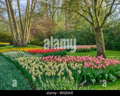 Niederlande, Lisse. Wald und Blumen im Keukenhof Gärten Stockfoto