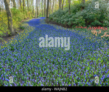 Niederlande, Lisse. Wald und Blumen im Keukenhof Gärten Stockfoto