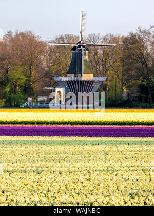 Niederlande, Lisse. Windmühle in Bereich der bunte Tulpen Stockfoto