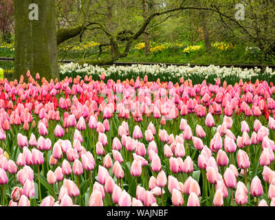 Niederlande. Wald und Blumen im Keukenhof Gärten Stockfoto