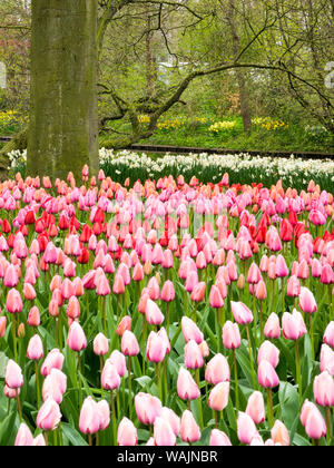Niederlande. Wald und Blumen im Keukenhof Gärten Stockfoto