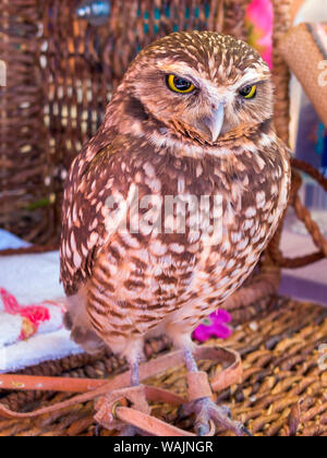 USA, Arizona, Goodyear. Gerettet Grabens der Eule im Tres Rios Nature Festival. Kredit als: Wendy Kaveney/Jaynes Galerie/DanitaDelimont.com Stockfoto