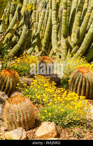 USA, Arizona, Arizona-Sonora Desert Museum. Kakteengarten. Credit: Cathy und Gordon Illg/Jaynes Galerie/DanitaDelimont.com Stockfoto