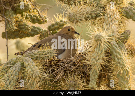 USA, Arizona, Sonoran Wüste. Taube im Nest in cholla Cactus. Credit: Cathy und Gordon Illg/Jaynes Galerie/DanitaDelimont.com Stockfoto