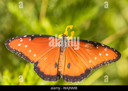 USA, Arizona, Desert Botanischen Garten. Queen Butterfly. Credit: Cathy und Gordon Illg/Jaynes Galerie/DanitaDelimont.com Stockfoto